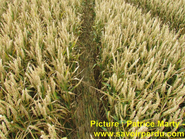 Chalk Pit, Wiltshire crop circle, aerial photo 50